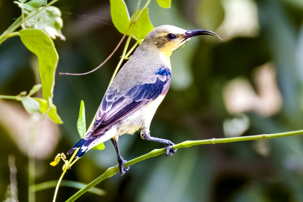 Purple Sunbird - ML641388299