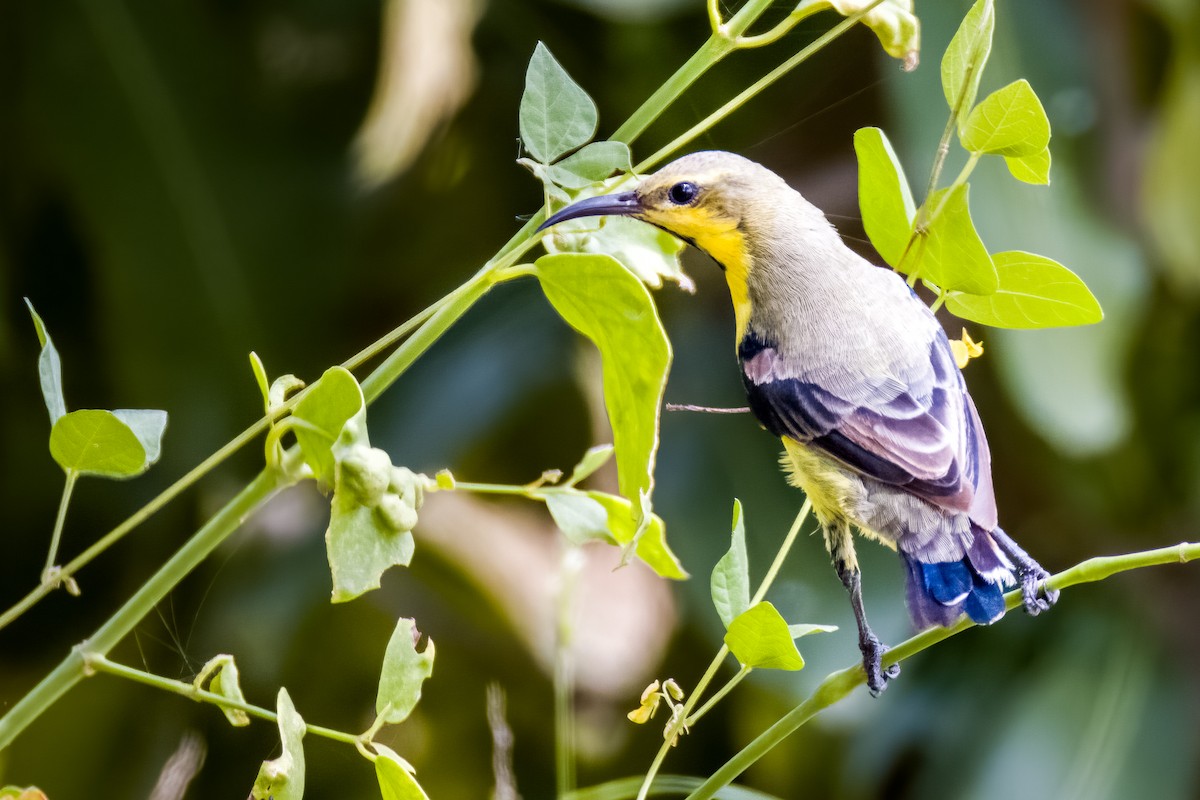 Purple Sunbird - ML641388300