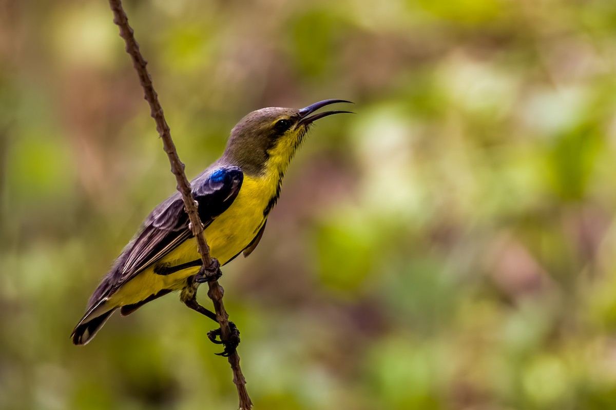 Purple Sunbird - ML641388302