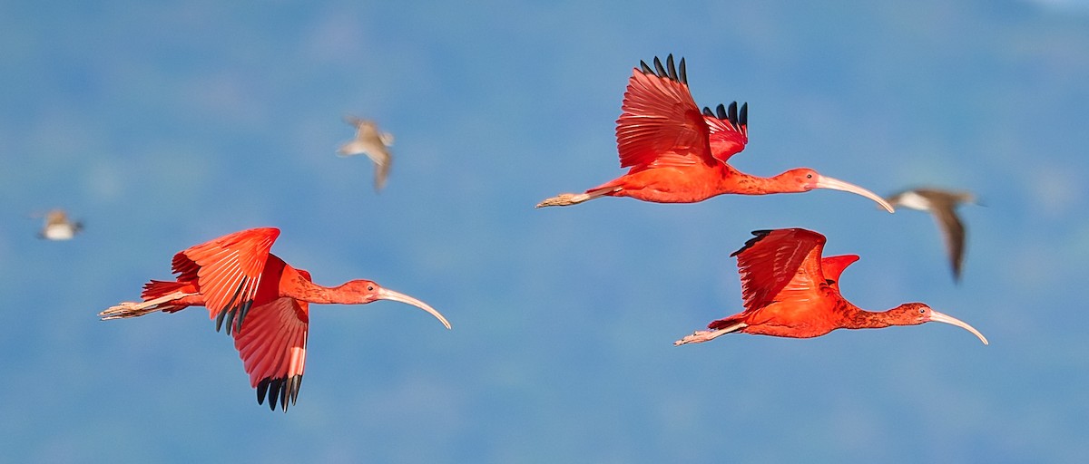 Scarlet Ibis - ML641388304