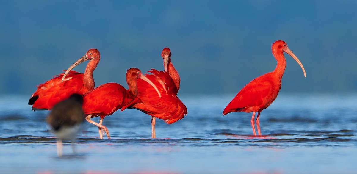 Scarlet Ibis - ML641388305