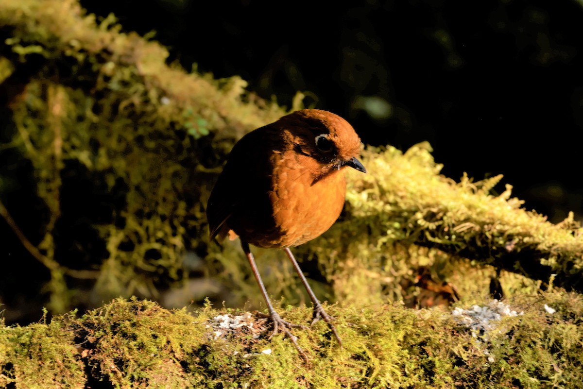 Urubamba Antpitta - ML641388311