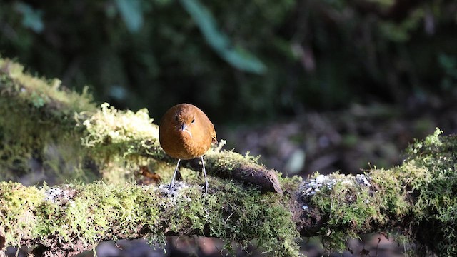 Urubamba Antpitta - ML641388314