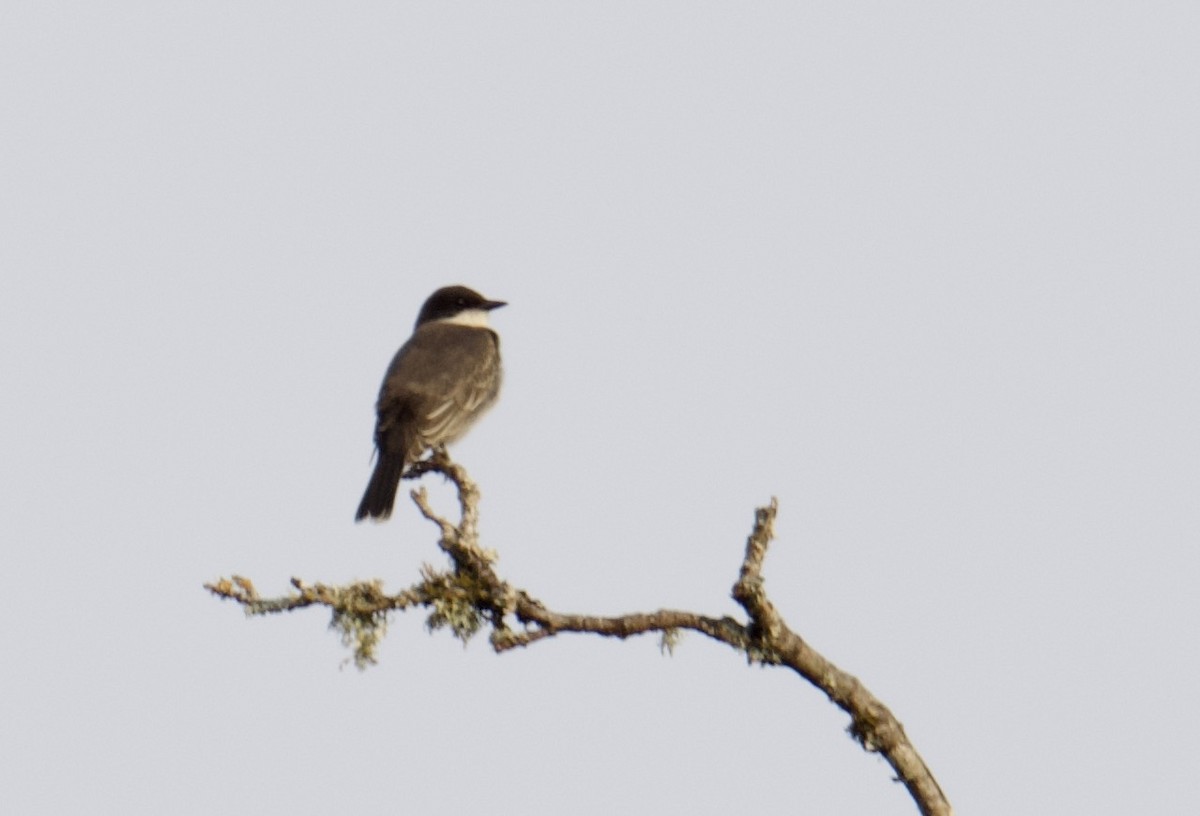Eastern Kingbird - ML641388390