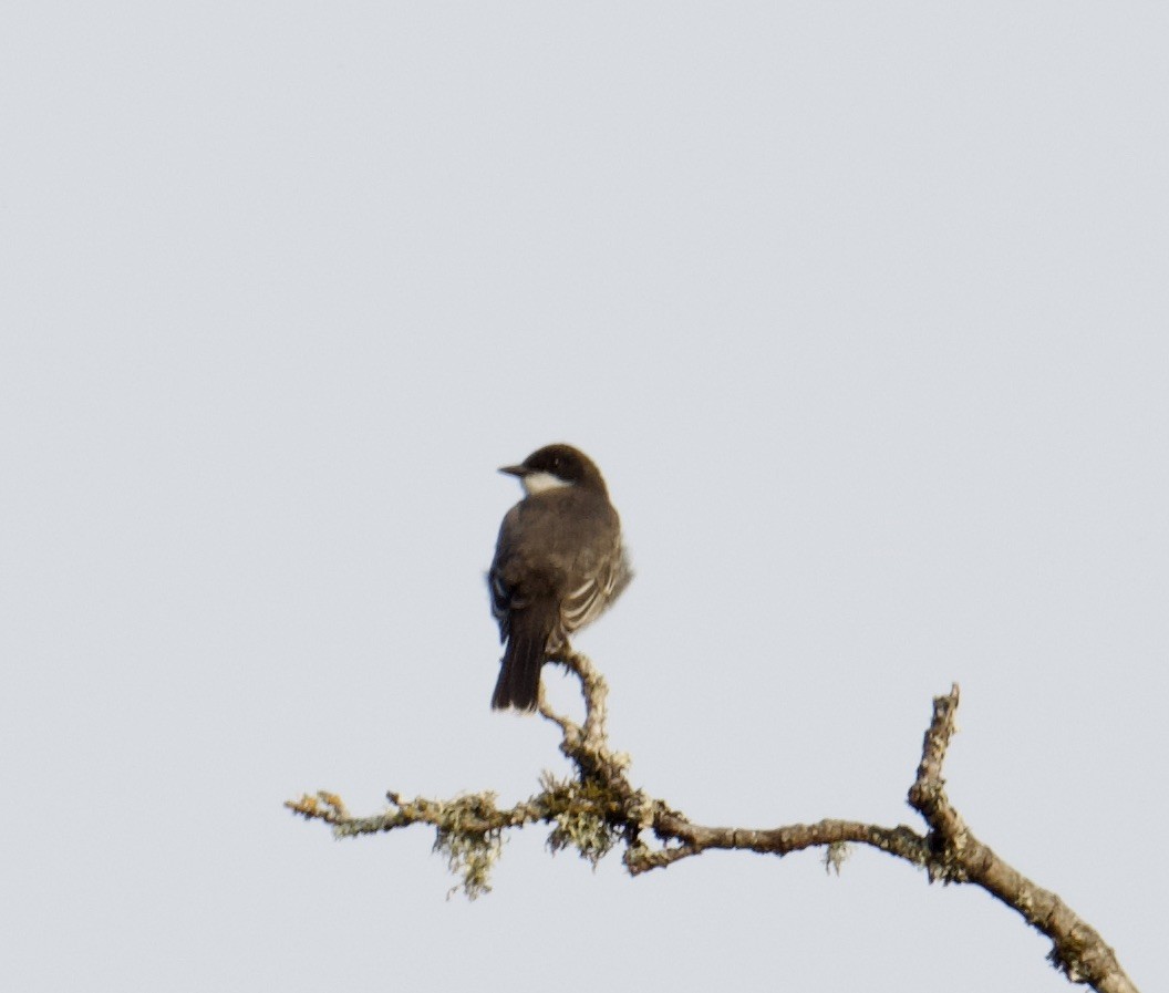Eastern Kingbird - ML641388391