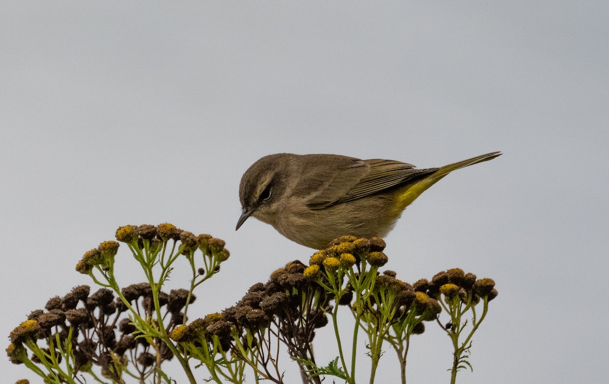Palm Warbler - ML641388403