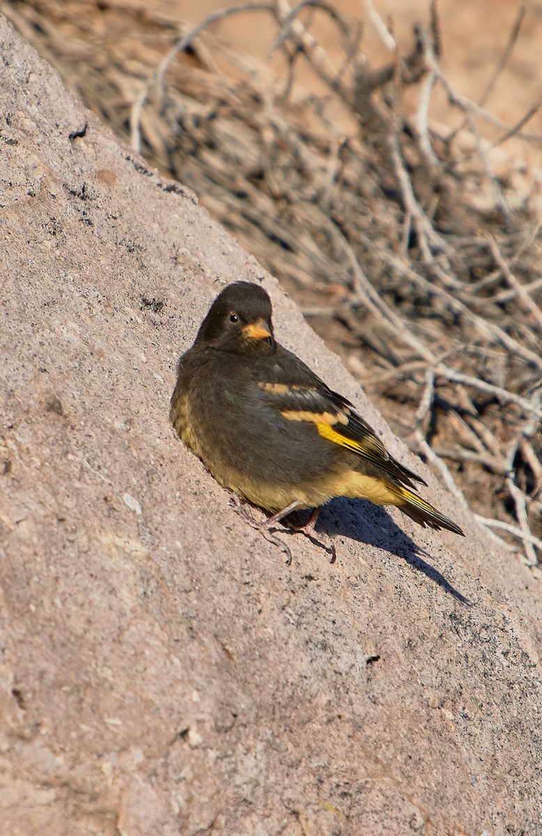 Black Siskin - ML641388414