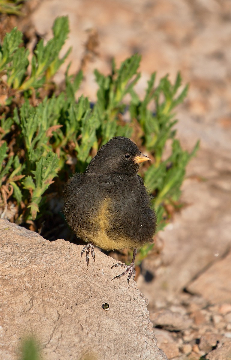 Black Siskin - ML641388415