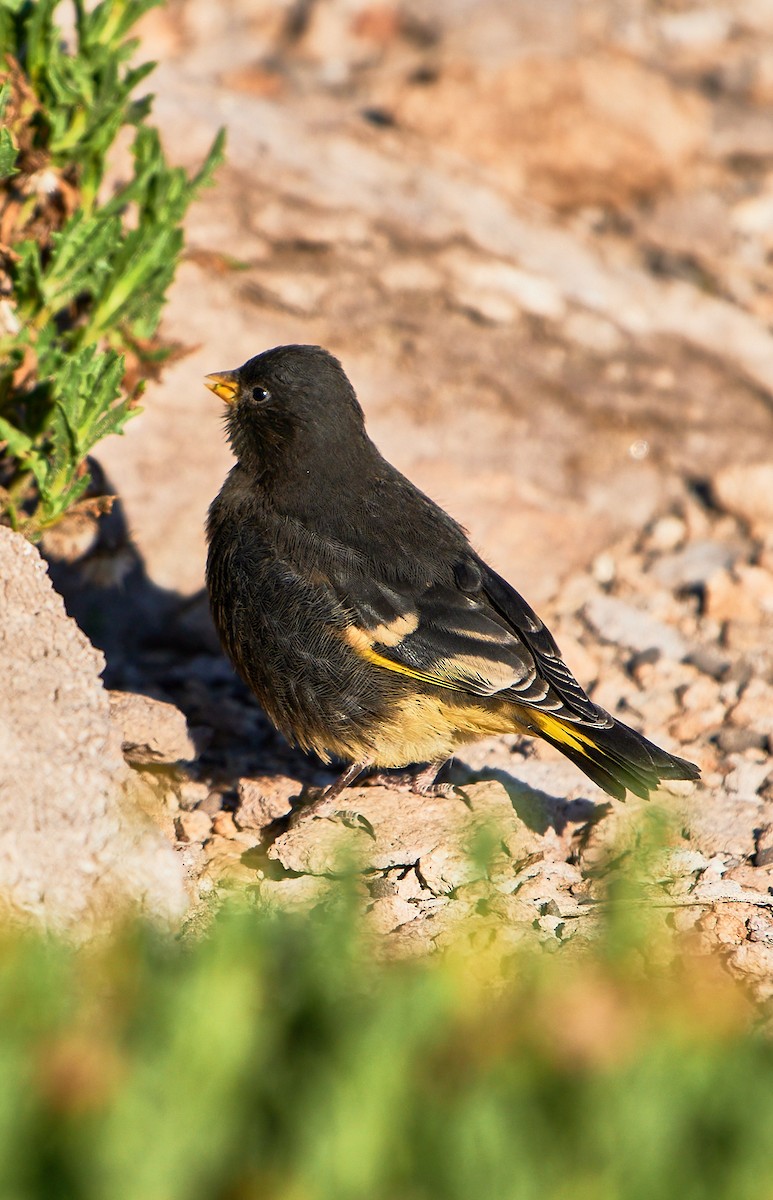 Black Siskin - ML641388417