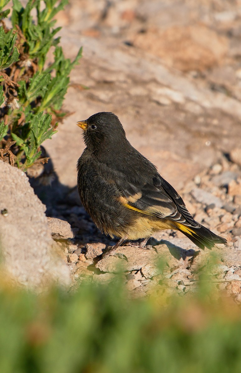Black Siskin - ML641388418