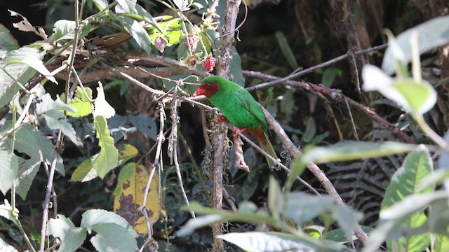 Grass-green Tanager - ML641388427