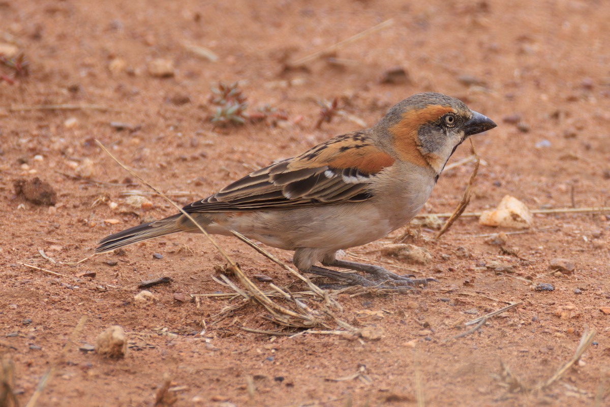 Kenya Rufous Sparrow - ML641388435
