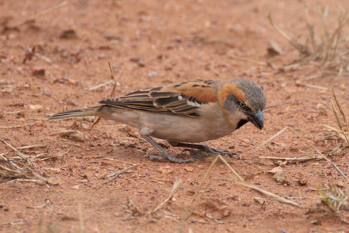 Kenya Rufous Sparrow - ML641388436