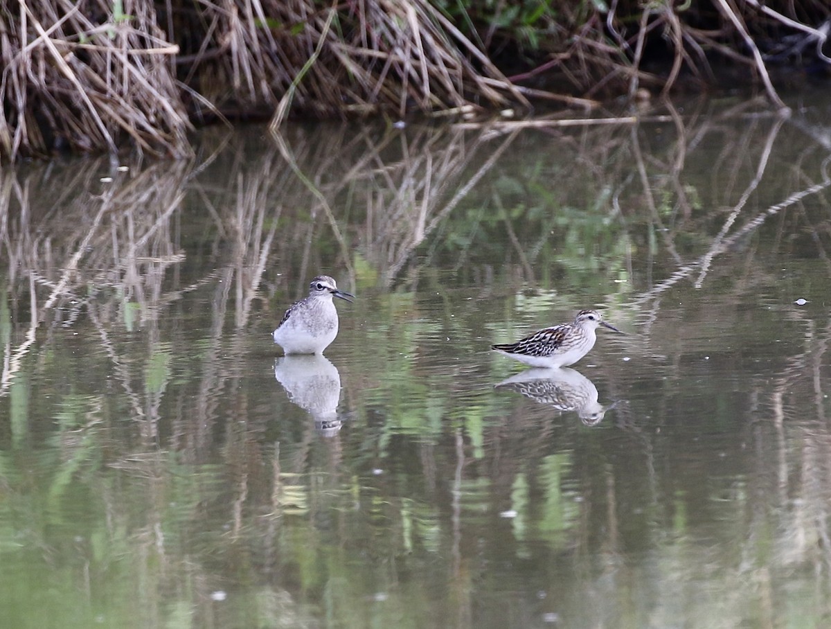 Wood Sandpiper - ML641388487