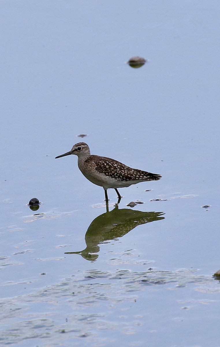 Wood Sandpiper - ML641388488