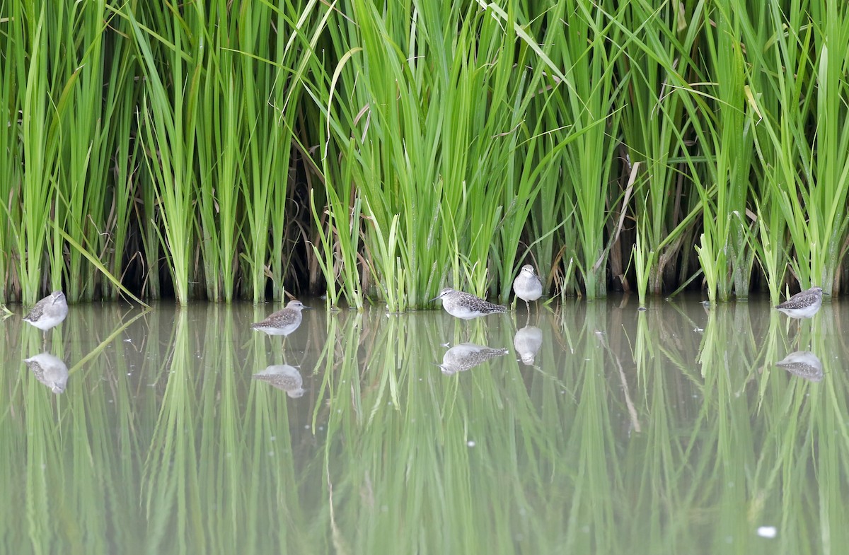 Wood Sandpiper - ML641388490