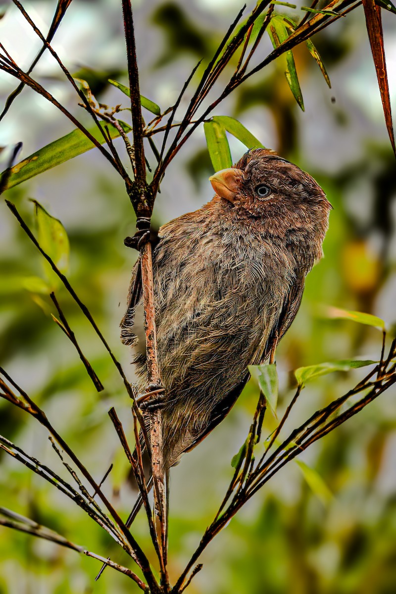 Brown Parrotbill - ML641388497