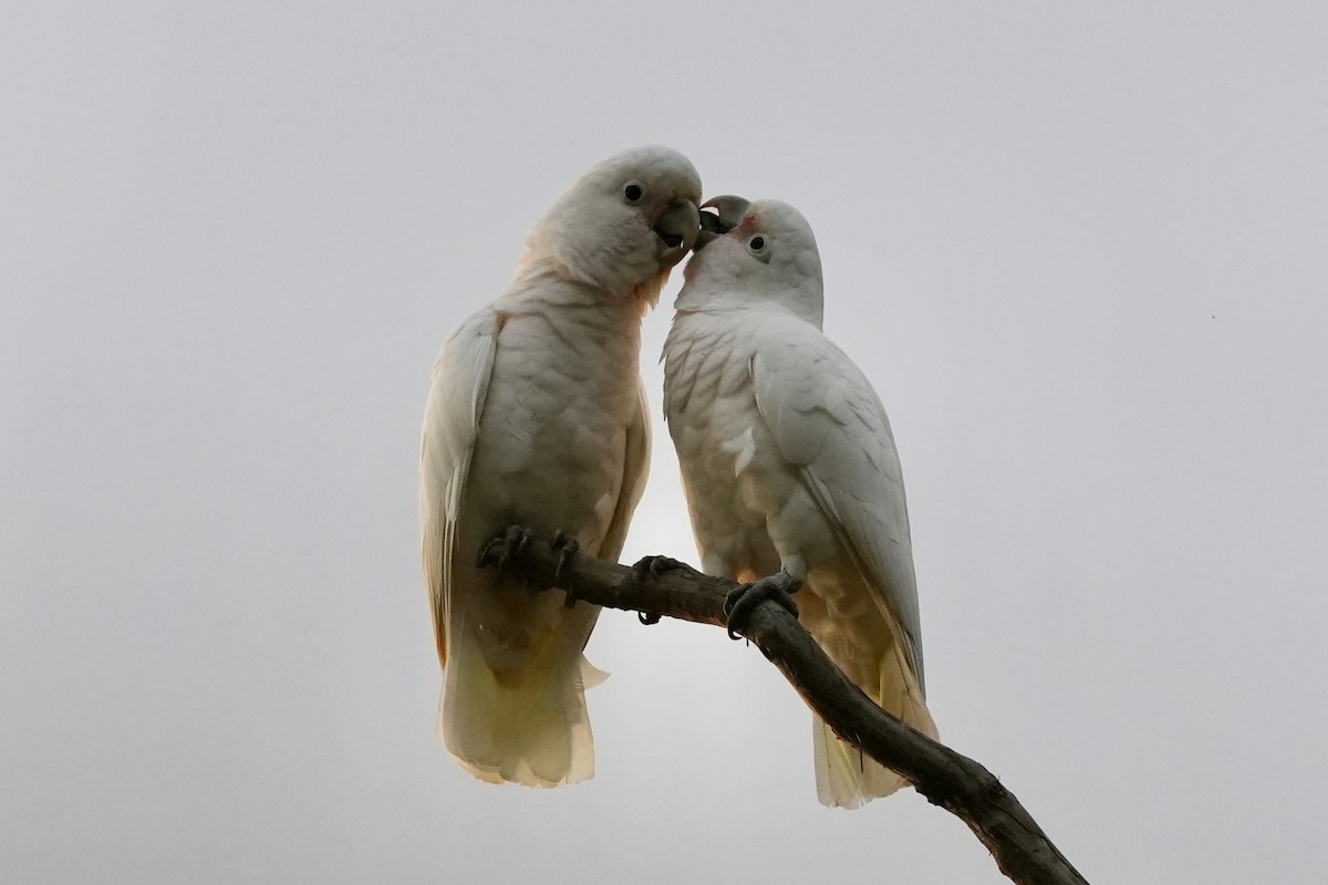 Tanimbar Corella - ML641388502