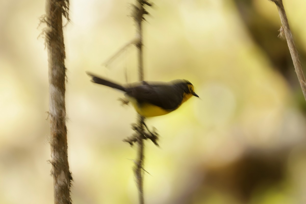 Spectacled Redstart - ML641388504