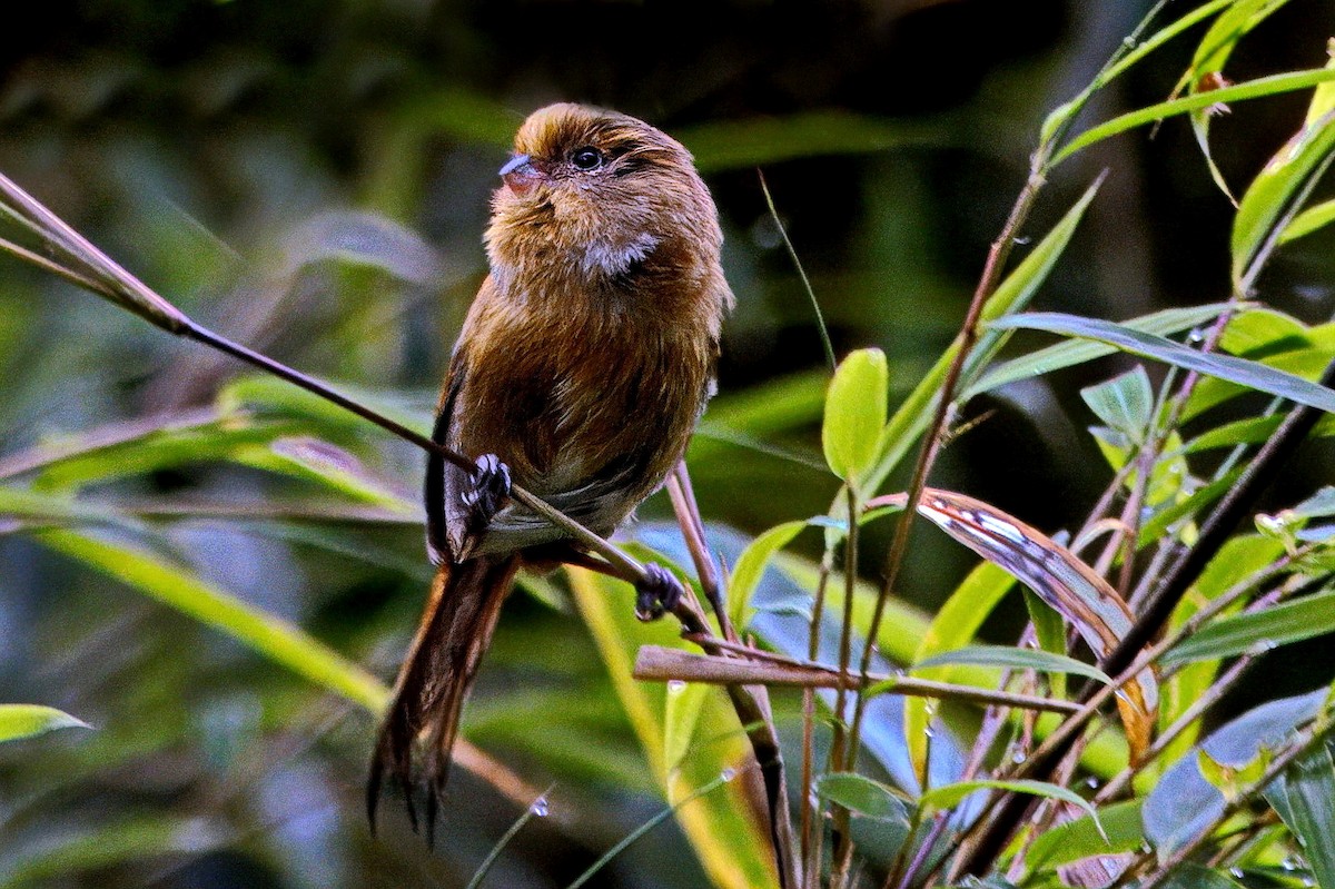 Fulvous Parrotbill - ML641388513