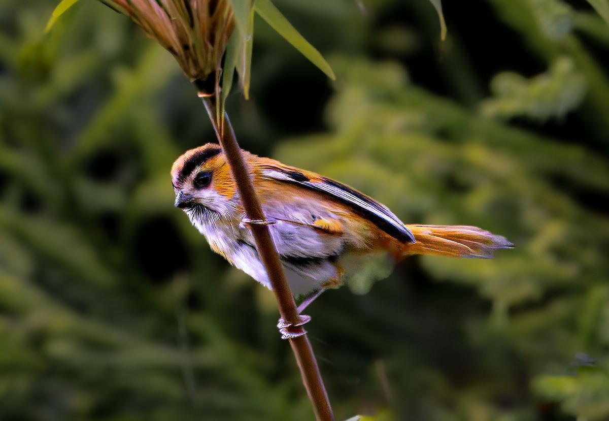 Black-throated Parrotbill - ML641388545