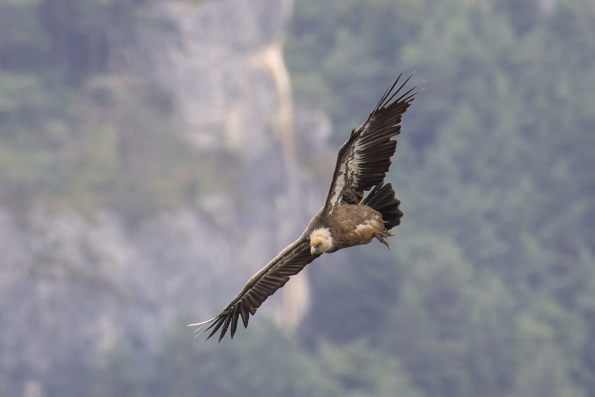 Eurasian Griffon - ML641388546