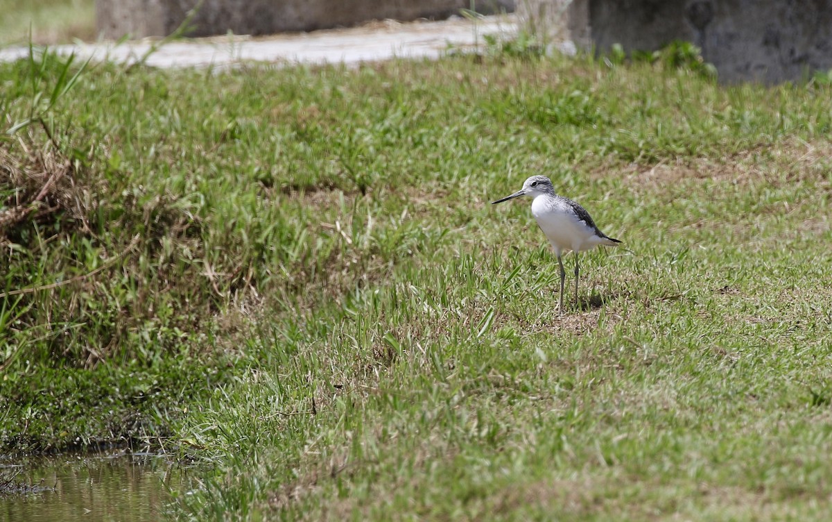 gluttsnipe - ML641388551
