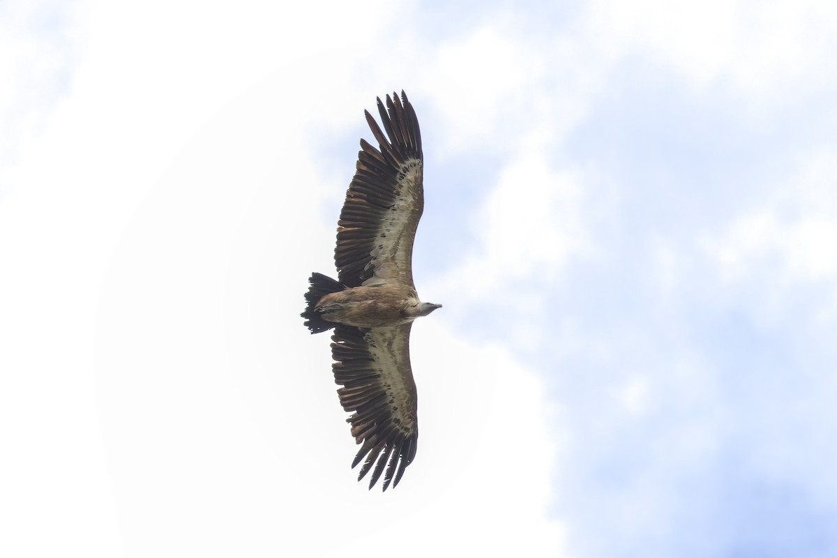 Eurasian Griffon - ML641388558