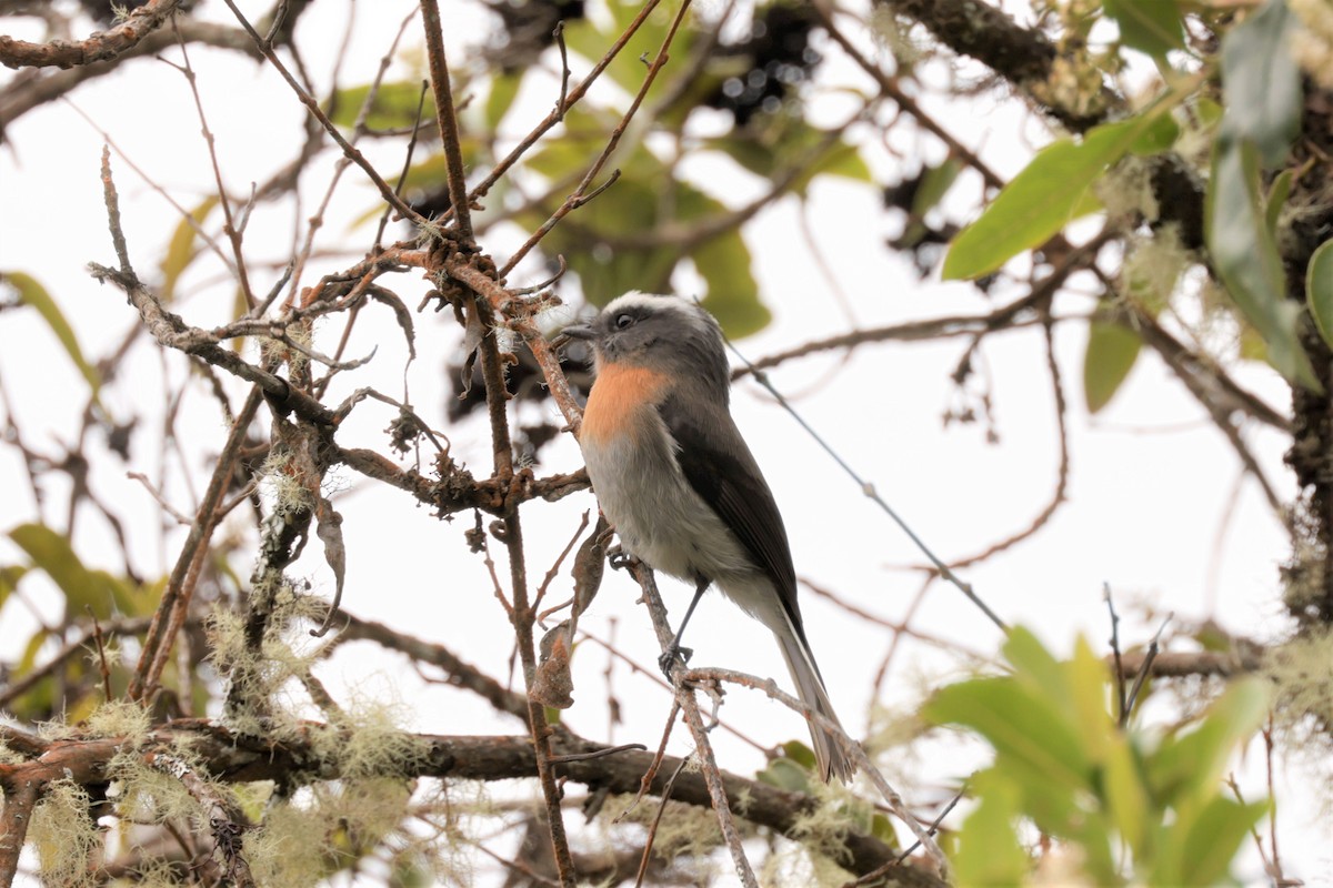 Rufous-breasted Chat-Tyrant - ML641388610