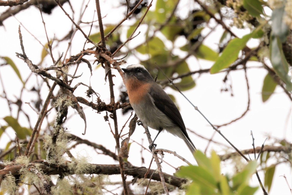Rufous-breasted Chat-Tyrant - ML641388612