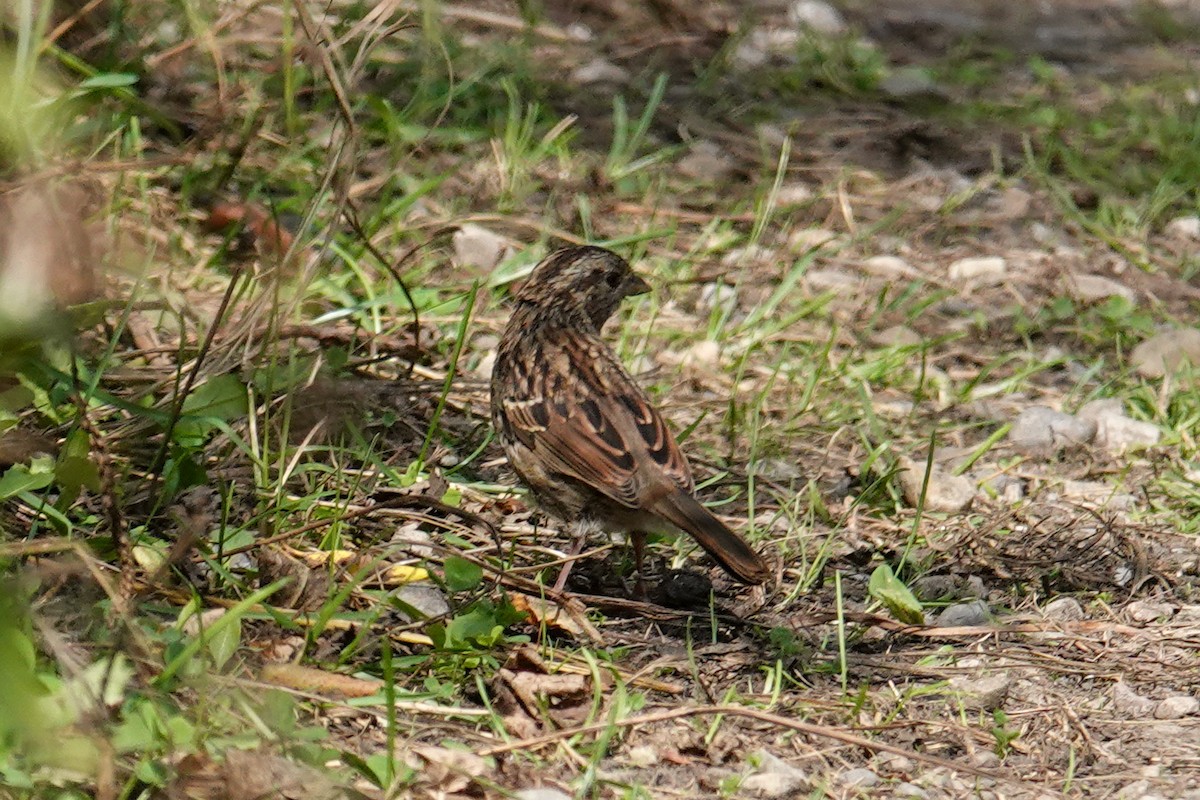 Lincoln's Sparrow - ML641388627