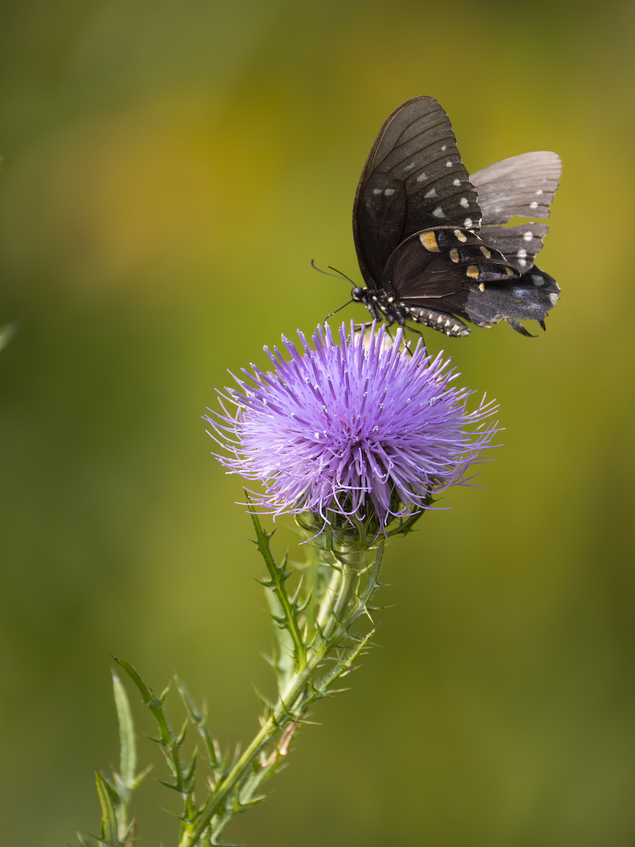 Animals - ML641388639