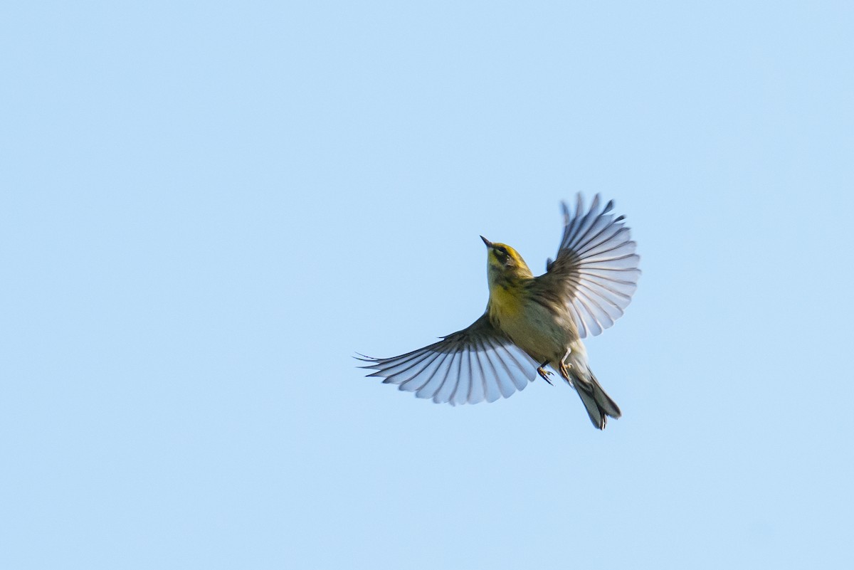 Townsend's Warbler - ML641388658