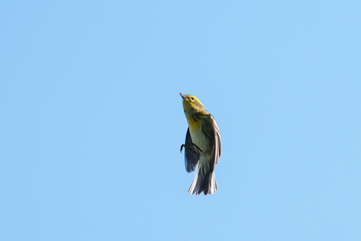 Townsend's Warbler - ML641388660