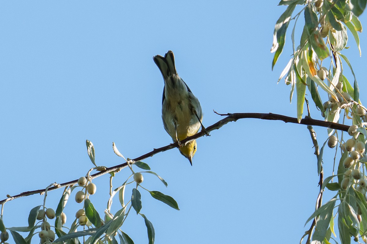 Townsend's Warbler - ML641388662