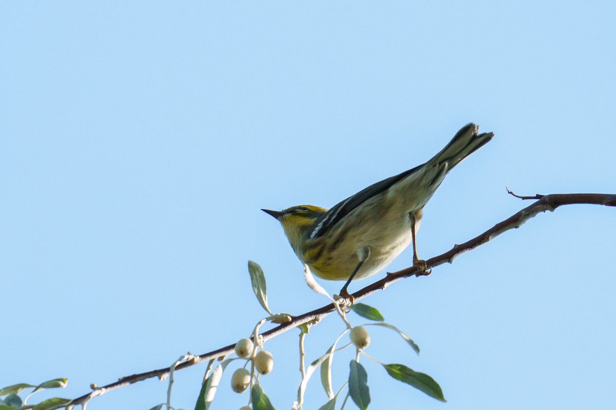 Townsend's Warbler - ML641388663