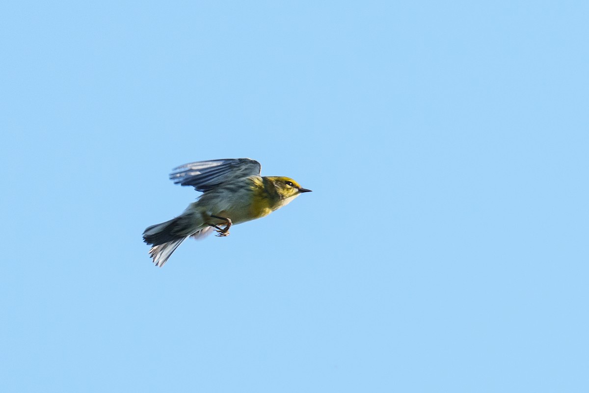 Townsend's Warbler - ML641388664