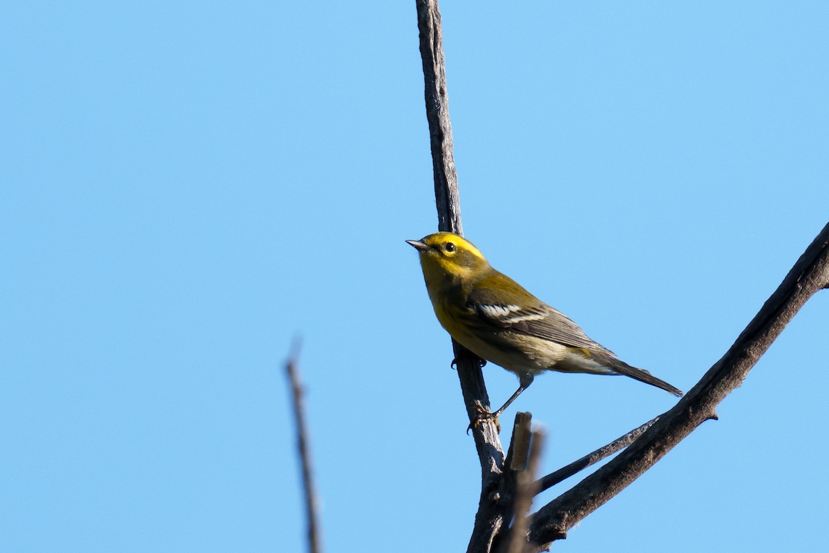 Townsend's Warbler - ML641388668