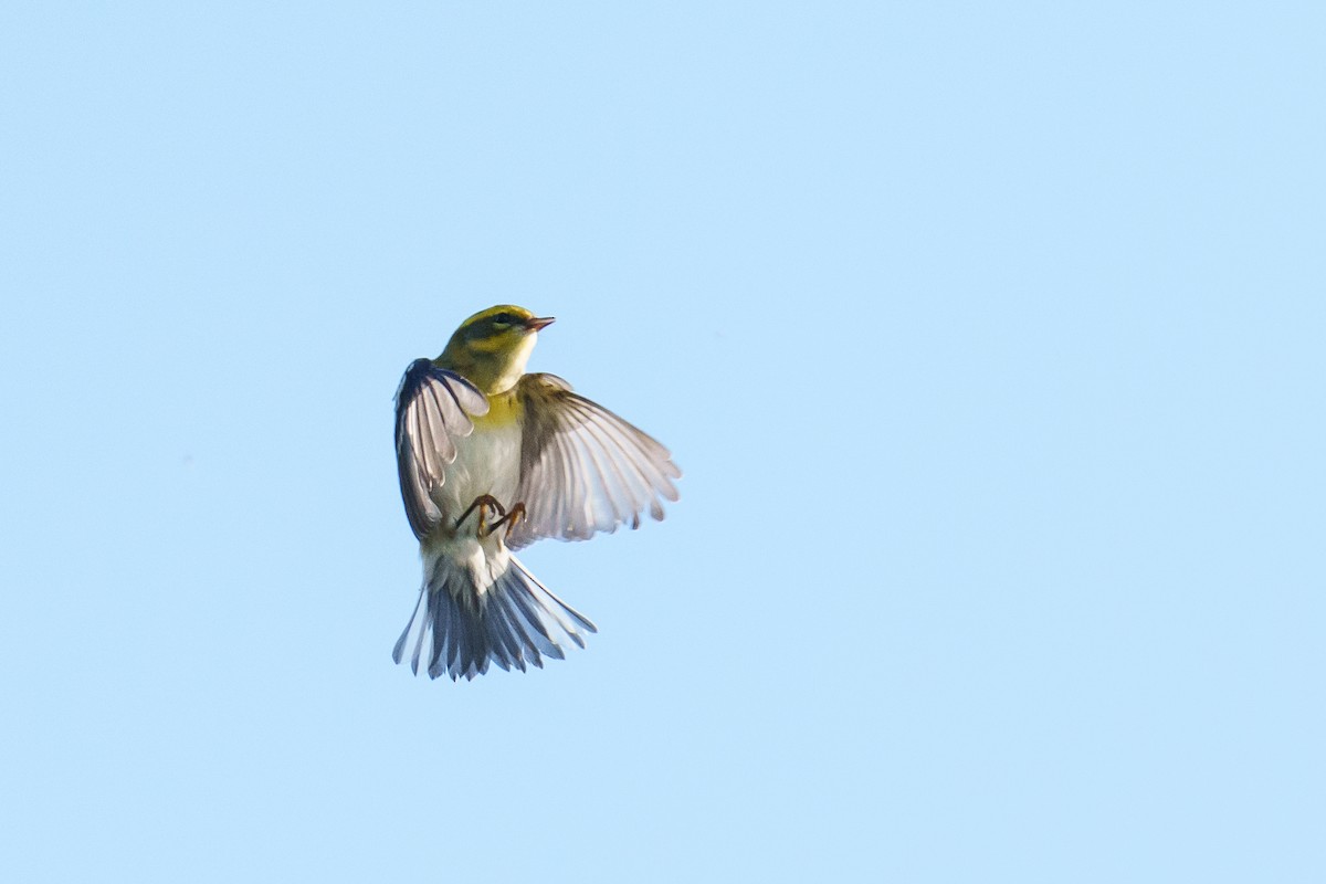 Townsend's Warbler - ML641388669