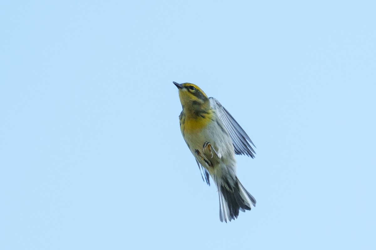 Townsend's Warbler - ML641388670