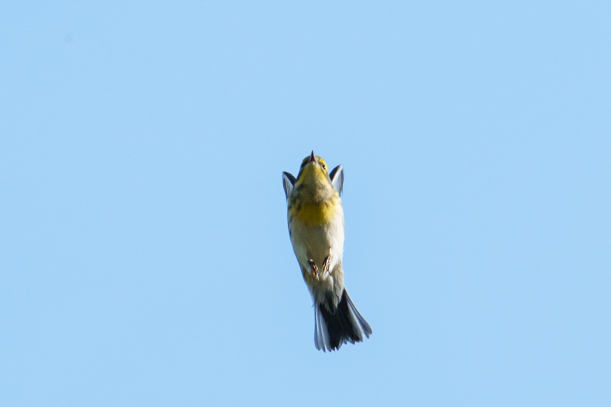 Townsend's Warbler - ML641388671
