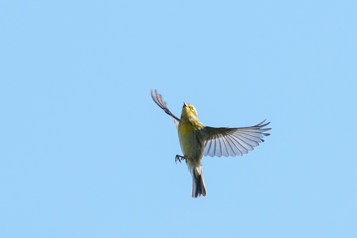 Townsend's Warbler - ML641388672