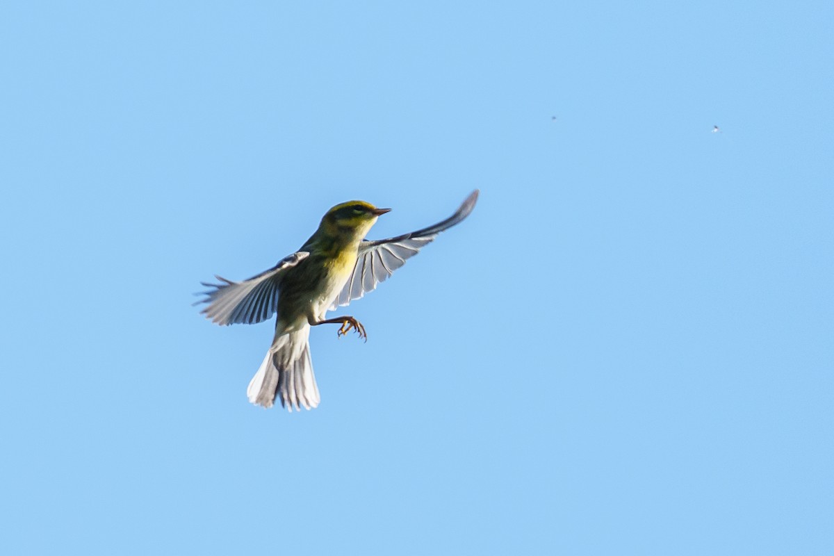 Townsend's Warbler - ML641388673