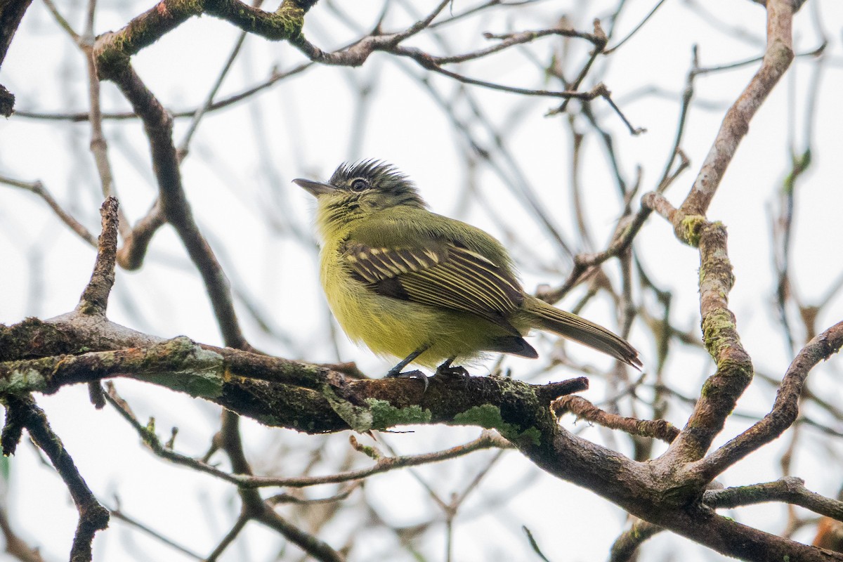 Yellow-margined Flatbill - ML641388677