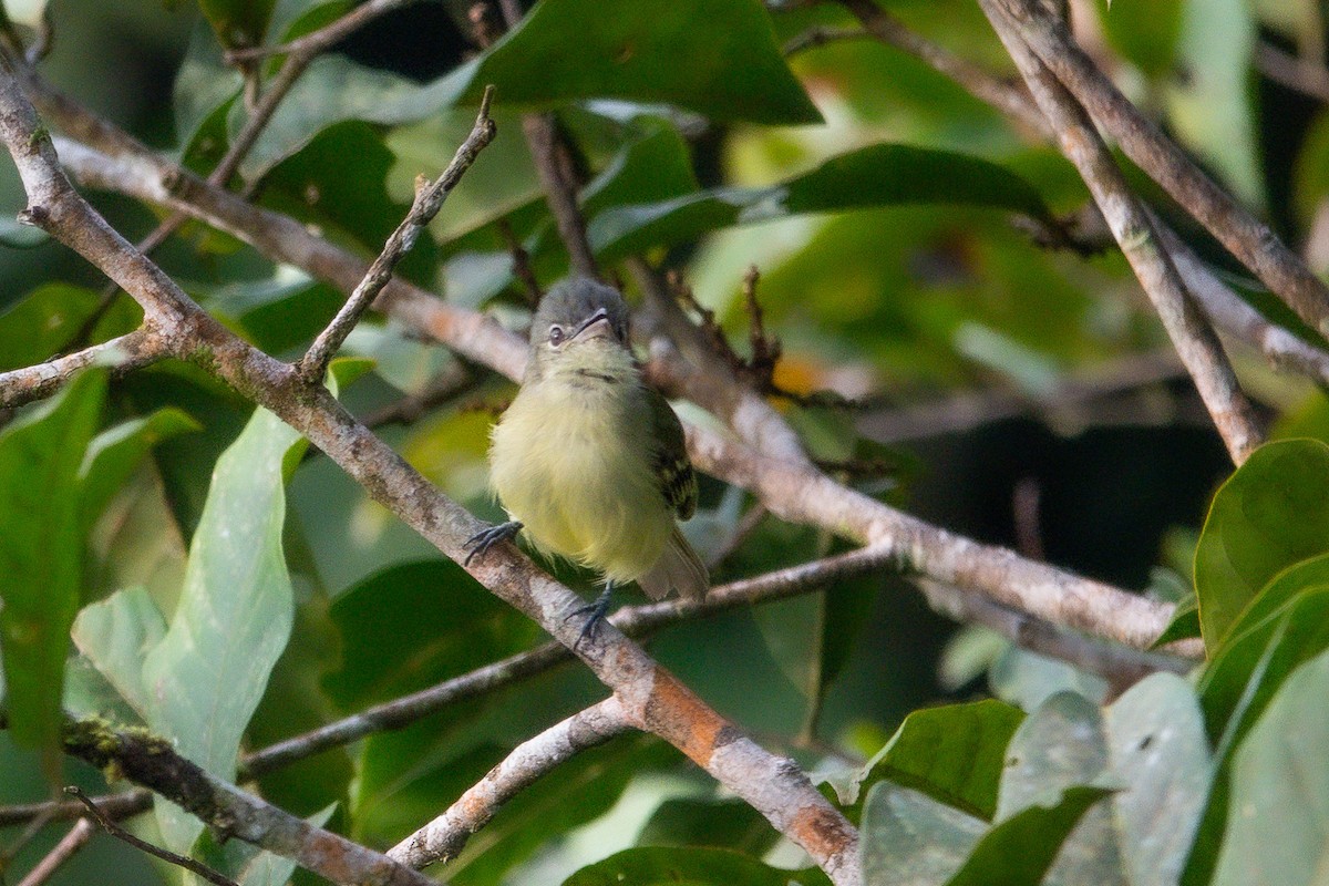Yellow-margined Flatbill - ML641388678