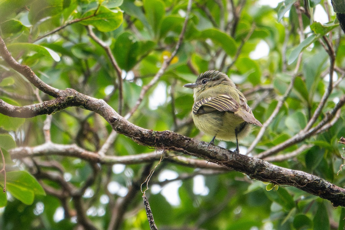 Yellow-margined Flatbill - ML641388679