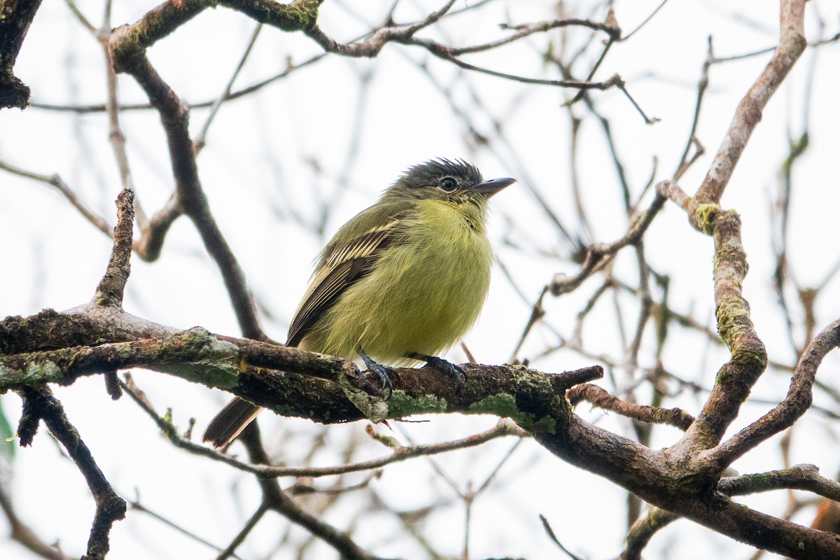 Yellow-margined Flatbill - ML641388680