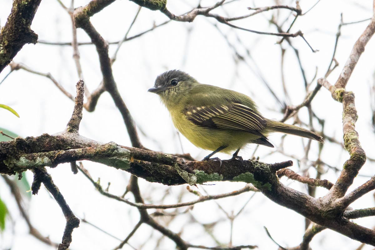 Yellow-margined Flatbill - ML641388681