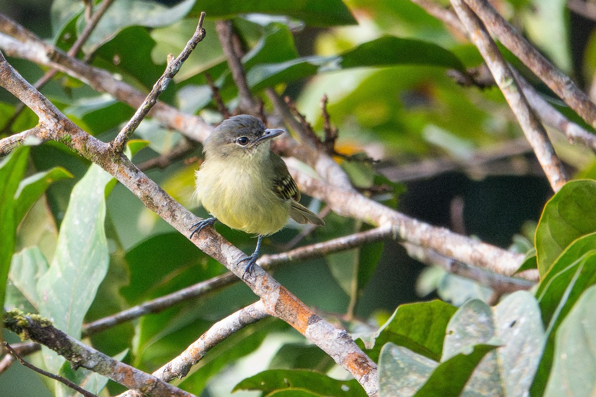 Yellow-margined Flatbill - ML641388682