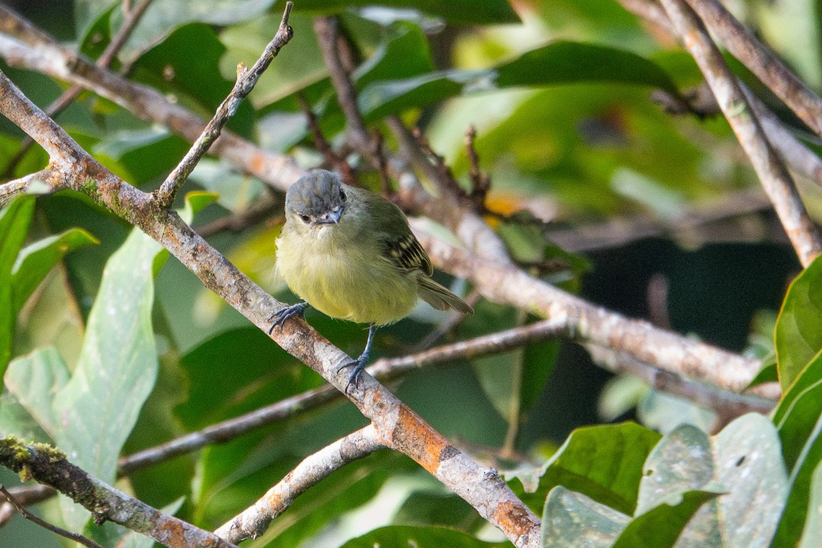Yellow-margined Flatbill - ML641388683